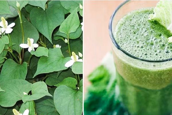 Đối với trên 6 tháng, khi bị sốt, cách hạ sốt nhanh cho bé là giã nát lá diếp cá, đổ thêm một chút nước vào và lọc lấy nước uống. Phần bã đem đắp thái dương. Ảnh: kiwilover.com.