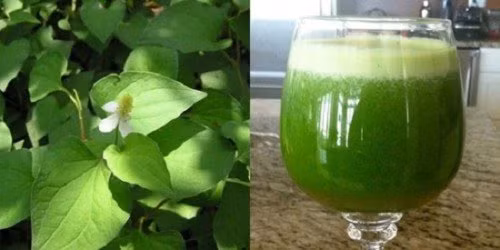 4. Trị viêm phế quản. Đối với trẻ lớn từ 6 tuổi trở lên thì các mẹ có thể dùng lá diếp cá giã nát rồi hòa với nửa ly nước nóng rồi lọc lấy nước cho trẻ uống. Uống không liên tục cứ khoảng 1-2h thì cho trẻ uống 1 lần. Cách này kiên trì khoảng 1 tuần sẽ thấy các triệu chứng viêm phế quản giảm hẳn. Ảnh: douongngon.com.