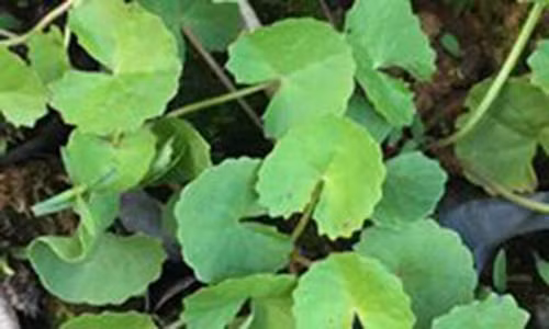 Cong thuc tri seo loi, seo lom tuyet voi tu rau ma