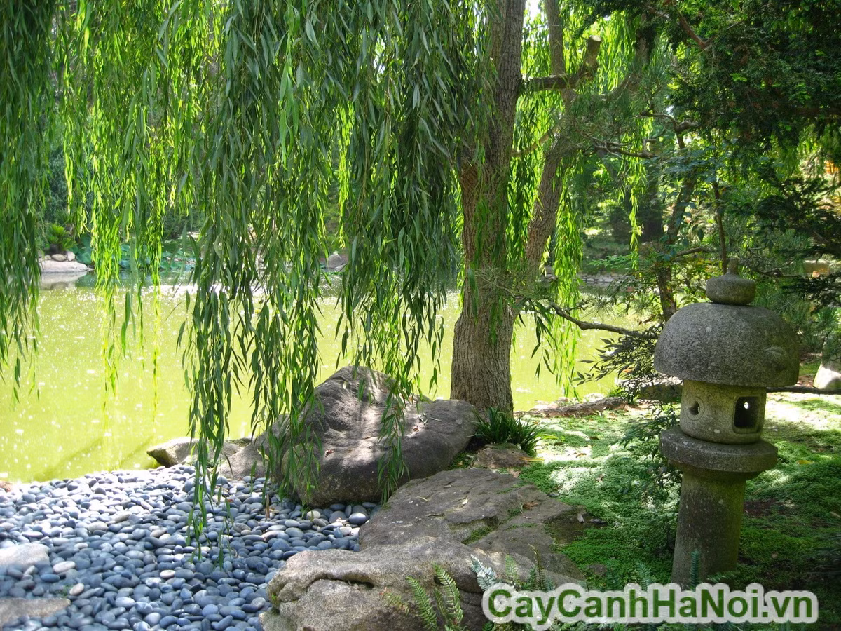 1. Sử dụng lá liễu: Phơi khô tán nhỏ trộn với gừng tươi giã lấy nước. Mỗi buổi tối trước khi đi ngủ, dùng bông gòn thấm lên lông mày. Mỗi ngày làm 1 lần sẽ thấy hiệu quả nhanh chóng khi lông mày rụng nhiều. Ảnh: caycanhvanphong.com.vn.