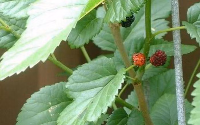 Dâu tằm, cỏ mần trầu, lá tre. Dùng lá dâu tằm tươi (ảnh) 30 g rửa sạch, cỏ mần trầu tươi 20g rửa sạch thái ngắn, lá tre tươi 20g, cam thảo đất tươi 20g thái ngắn. Cho vào ấm sắc uống, hãm 1.000 ml nước còn 300 ml, mỗi lần uống 30-50 ml, chia uống trong ngày. Ảnh: Trirungtoc. (Thông tin trong bài viết chỉ mang tính chất tham khảo. Trước khi sử dụng bài thuốc, bạn vui lòng hỏi ý kiến bác sĩ).