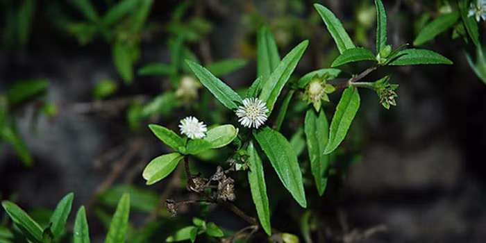 Nhọ nồi. Nguyên liệu gồm nhọ nồi, cây nọc rắn, lá rau má, lá thanh táo, lá dâu tằm, lá chân vịt, lá mũi mác (lượng bằng nhau). Rửa sạch tất cả nguyên liệu sau đó giã nát rồi hòa vào nước. Lọc nước qua ray bỏ bã, dùng nước này lau khắp người, ngày lau 2 lần. Bài thuốc này chỉ thực hiện khi các nốt thủy đậu bị bầm tím, khắp mình nóng dữ dội. Ảnh: Songkhoe.