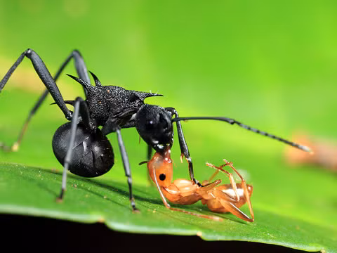 6. Con nhện: Chữa đái dầm, mồ hôi trộm, trẻ em chậm biết đi, còi cọc: Nhện 1-2 con (được nhện đang ôm trứng càng tốt) hoặc bao trứng nhện 1-2 cái (còn nguyên trứng hoặc đã nở con) sao hoặc nướng vàng, tán bột, uống làm hai lần trong ngày. Ảnh: VietQ.