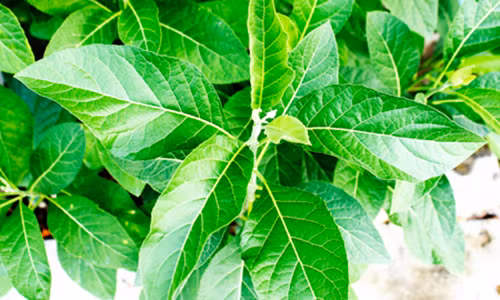 La cay mat gau chua duoc nhung benh gi?