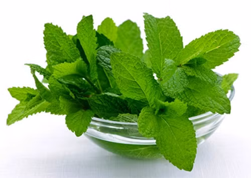 3. Dùng lá bạc hà: Chỉ cần rót nước sôi vào ly có vài lá bạc hà, khuấy đều trong 5 phút và uống trước khi đi ngủ sẽ giúp bạn ngăn chặn được những lần ợ hơi, ợ chua. Ảnh: SucKhoeNhi.vn.