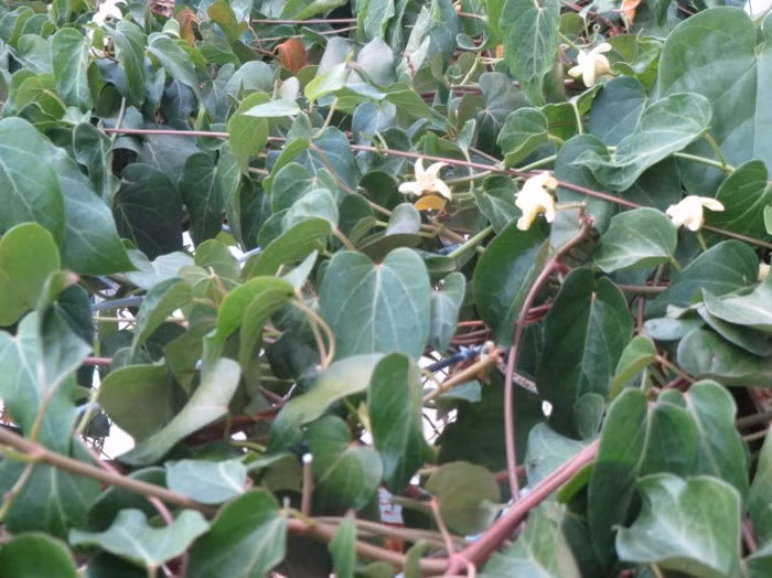 Bông dây mỏ quạ là một loại dây leo hoang dã mọc vào mùa mưa. Nó rất quen thuộc với người dân vùng miền Tây bởi lá, đọt, hoa và trái non được chế biến thành các món ăn dân dã ngon tuyệt vời. Ảnh: Baomientay.