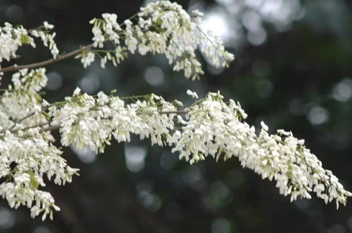 Gỗ cây hoa sưa có mùi thơm nhạt rất dễ ngửi, từ xưa nó đã tượng trưng cho sự cao quý, vinh hoa. Gỗ sưa có điểm đặc biệt là càng lâu càng thơm. Người ta chế bột gỗ sưa làm thuốc quý. Ảnh: Thethaovanhoa.