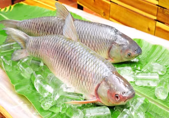 Cá trắm hấp. Nguyên liệu: Cá trắm tươi, gừng, đường, muối, dầu lạc, tỏi, xì dầu. Cá chế biến sạch rồi để lên một chiếc đĩa to, xếp gừng thái lát lên trên, xì dầu, tỏi và đường cho vào một cái bát con đặt lên mình cá. Ảnh: casongda.com.vn.