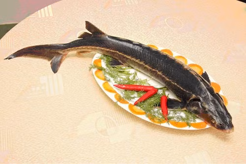  Cá tầm. Thuộc lớp cá sụn nên bạn có thể chế biến thành nhiều món ăn rất ngon. Lẩu cá tầm chua cay. Nguyên liệu: Cá tầm, hành lá, ớt sừng, bột mì, hành tây, hành củ, cà chua, cần tàu, chanh, bún, rau ăn kèm. Cá rửa sạch, cắt khúc dày 3- 4cm lát nhúng lẩu, đầu và đuôi để nấu nước lẩu. Cho 1 lít nước vào xoong bắc lên bếp đun sôi làm nước lẩu. Hành tây, hành tím nướng thơm cho vào nồi nước. Ảnh: monngoncamau.com.