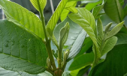 Cach tri mun dau den bang la oi hieu qua khong ngo