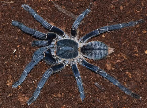 3. Nổi hạch dưới cằm: Nhện hùm, bất cứ nhiều ít, giã nát ngâm rượu ngon, chờ lắng trong, lọc bỏ bã, cho uống lúc đi ngủ rất hay. Ảnh: Zing.vn.