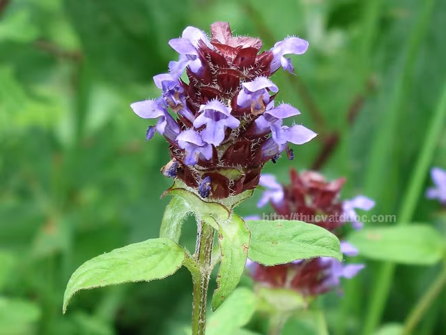 2. Dùng Hạ khô thảo trị hạch ở nách: Hạ khô thảo 40g sắc với 4 chén nước, cạn còn 1 chén, pha thêm mật ong vừa đủ ngọt, khuấy đều, uống nóng vào buổi sáng khi bụng đói. Uống 3-7 thang. Ảnh: thucvatduoc.com.