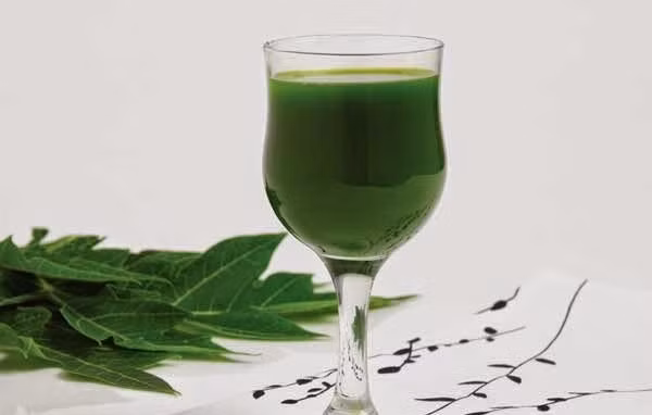 6. Nước ép lá đu đủ. Nguyên liệu: Lá đu đủ, nước lọc. Rửa sạch lá đu đủ, ngâm muối cho bớt nhựa. Xắt miếng nhỏ rồi thêm ít nước xay bằng máy xay sinh tố. Lọc bỏ bã, thêm chút đường uống. Loại nước ép này là vị thuốc quý hỗ trợ gan, tim mạch và giúp chữa bệnh sốt xuất huyết. Ảnh: healthplus.vn.