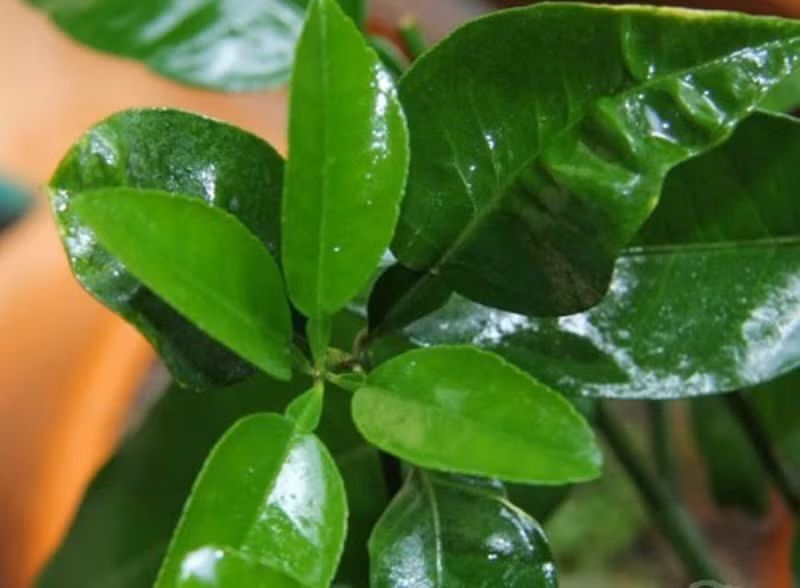 Bên cạnh đó, bạn cũng có thể thực hiện xông hơi bằng lá bưởi vì trong lá bưởi có chứa nhiều tinh chất giúp se nhỏ lỗ chân lông, làm da sáng mịn. Cho lá bưởi vào xoong nước đun sôi. Đổ nước lá bưởi ra bát, sau đó dùng khăn trùm kín đầu để hơi nước bốc lên da mặt, thư giãn trong khoảng 20 phút. Thực hiện 2 lần/tuần. Ảnh: naturalqueen.com.vn.