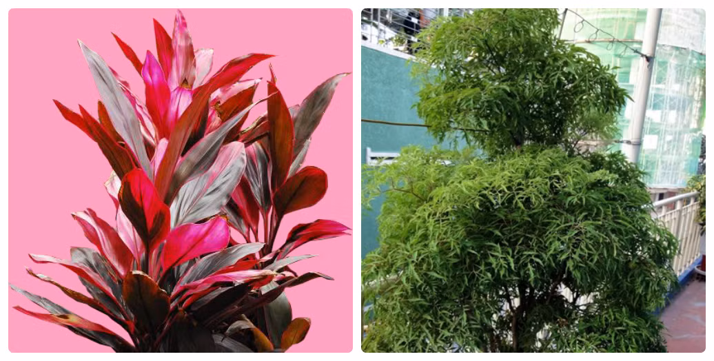 3. Cây đinh lăng và huyết dụ: Cách dùng lấy mỗi thứ lá một nắm nhỏ cho vào sắc như sắc thuốc bắc, lá huyết dụ bằng ½ lá đinh lăng, sắc khi nào cảm thấy vừa uống là được. Nếu khó uống có thể cho thêm đường hoặc cam thảo vào. Ảnh: Suckhoesacdep.net.