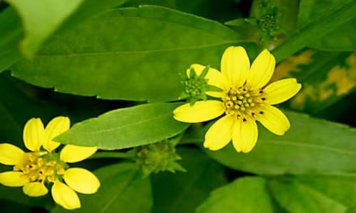 Đông y cho rằng, sài đất vị ngọt, hơi chua, tính mát; có tác dụng thanh nhiệt, tiêu độc, chữa viêm tấy ngoài da, rôm sảy, chốc đầu, đau mắt, giải độc, cầm ho, mát máu; thường được dùng chữa cảm mạo, sốt, viêm họng, viêm phế quản phổi. Ảnh: ihph.org.vn.