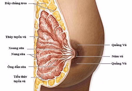 Chữa viêm tuyến vú: Sài đất 50g, bồ công anh 20g, kim ngân hoa 20g, thông thảo 20g, cam thảo đất 16g. Sắc uống ngày một thang, chia 3 lần. Ảnh: ngomonghung.vn.