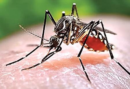 Chữa sốt xuất huyết: Sài đất tươi 30g, kim ngân hoa 20g, lá trắc bá (sao đen) 20g, củ sắn dây 20g (có thể dùng lá sắn dây), hoa hòe (sao cháy) 16g, cam thảo đất 16g. Sắc uống ngày một thang. Nếu sốt cao, khát nhiều, thêm củ tóc tiên (mạch môn) 20g. Ảnh: ehospital.vn.