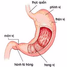 Hỗ trợ chữa ung thư môn vị: Sài đất 30g, bán chi liên 30g, bạch hoa xà thiệt 30g. Sắc uống ngày một thang, chia 3 lần. Ảnh: bacsidaday.com. (Thông tin trong bài chỉ mang tính chất tham khảo, trước khi sử dụng bài thuốc, vui lòng hỏi ý kiến bác sĩ).