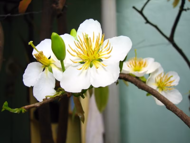 8. Chữa viêm họng, viêm amidan cấp tính: Dùng 9g hoa mai trắng hãm với nước sôi trong bình kín, uống thay trà trong ngày. Hoặc bài thuốc khác cùng công dụng là lấy 6g hoa mai trắng, 9g huyền sâm, 9g bản lam căn, sắc uống như nước hàng ngày. Ảnh: Gocnhosanvuon. (Thông tin trong bài viết chỉ mang tính chất tham khảo. Trước khi sử dụng bài thuốc, bạn vui lòng hỏi ý kiến bác sĩ).