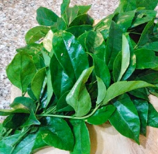 8. Thịt lợn xào lá móc mật. Nguyên liệu: Thịt lợn rừng, lá móc mật, dầu hào, sả, hành, tỏi, hạt nêm, dầu ăn, tiêu, đường, nước mắm. Thịt lợn rừng thái mỏng. Sả, tỏi, hành băm nhỏ. Ướp thịt với sả, hành khô, hạt tiêu, hạt nêm, nước mắm vừa đủ. Ảnh: vitomsau.com.