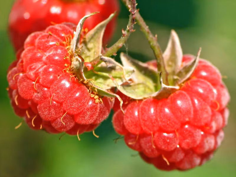 2. Quả mâm xôi: Nếu nói về loại quả này phải kể được tới 9 lợi ích tuyệt vời cho sức khỏe, trong số đó có cải thiện tâm trạng và tăng cường trí nhớ, vô cùng tốt cho hệ tiêu hóa, tăng miễn dịch, tốt cho mắt, tim mạch. Điều này là cần thiết cho một tâm thế thực sự tốt để ngày mới tràn đầy năng lượng. Ảnh: danviet.vn.