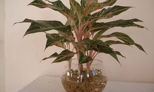 Nguoi menh hoa nen trong cay gi de sinh tai loc?