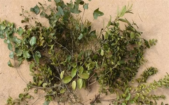 1. Tầm gửi trên cây dâu tằm (tang ký sinh). Chữa đau nhức thần kinh, thần kinh tọa. Dùng 18g tang ký sinh; độc hoạt, tần cửu, phòng phong, đương quy, bạch thược, đỗ trọng, ngưu tất mỗi vị 9g; tế tân 3g, sinh địa 15g; đảng sâm, phục linh, mỗi vị 12g; nhục quế 1,5g, cam thảo 6g. Sắc uống ngày một thang chia 3 lần trước bữa ăn. Ảnh: Nguoiduatin.