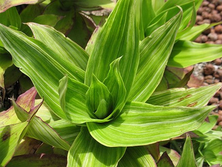 Cách điều trị: Lấy vòi và lá lược vàng để ăn sống hoặc xay ra lọc lấy nước uống. Lấy 12 lá rửa sạch, lau khô nước rồi chia làm đôi cho vào máy xay sinh tố cùng nửa bát nước lọc xay nhuyễn. Sau đó lọc bỏ bã và uống nước, tối cũng làm tương tự. Cứ đều đặn, ngày hai lần sáng – tối uống nước lá lược vàng trước bữa chính 15-20 phút. Ảnh: chuthapdo.org.vn.