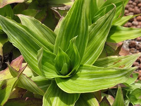 Cách điều trị: Lấy vòi và lá lược vàng để ăn sống hoặc xay ra lọc lấy nước uống. Lấy 12 lá rửa sạch, lau khô nước rồi chia làm đôi cho vào máy xay sinh tố cùng nửa bát nước lọc xay nhuyễn. Sau đó lọc bỏ bã và uống nước, tối cũng làm tương tự. Cứ đều đặn, ngày hai lần sáng – tối uống nước lá lược vàng trước bữa chính 15-20 phút. Ảnh: chuthapdo.org.vn.