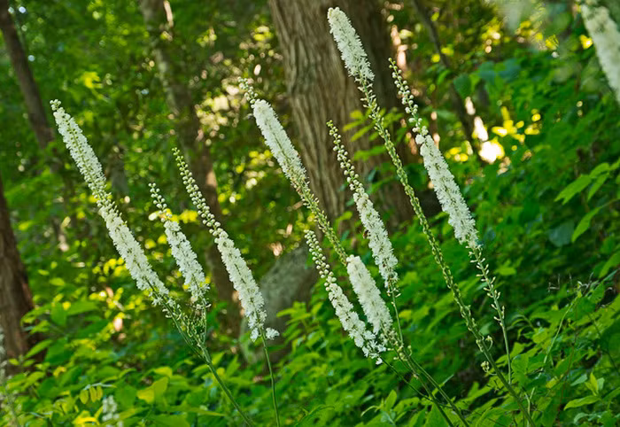 Cây thiên ma (Black snakeroot). Loại cây này có thể khiến sự lưu thông máu trong khung chậu và tử cung mạnh hơn, kích thích sự rụng trứng ở nữ giới. Chính vì thế, nó được chế thành rất nhiều loại thuốc điều kinh và kích thích sinh sản ở nữ giới. Ảnh: Phunumankinh.