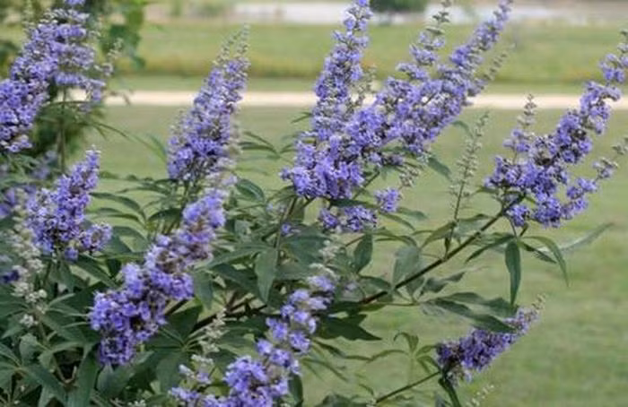 Cây trinh nữ. Cây trinh nữ là lựa chọn điều trị hiệu quả đối với các triệu chứng tiền kinh nguyệt và mãn kinh. Khi kết hợp với các loại thuốc ngừa thai, nó sẽ điều chỉnh hormone tổng hợp khiến cho thuốc bị giảm tác dụng.