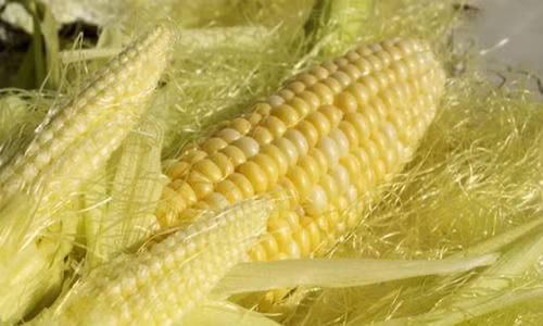 Theo y học cổ truyền, râu ngô có vị ngọt, tính bình, có công dụng lợi tiểu, thông mật, lợi mật, thanh huyết nhiệt... dùng làm trà uống hàng ngày rất tốt. Không những thế, râu ngô còn có tác dụng chữa bệnh rất hiệu quả. Ảnh: Soha.vn.