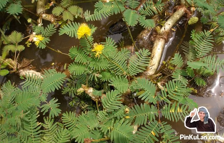 Rau nhút (rau rút): Cây mọc nơi ao đầm, mương rạch, có sình lầy. Thu hái toàn cây quanh năm, dùng tươi hay phơi khô dùng. Chữa sốt cao, không ngủ được, nóng ruột, tiểu tiện không thông: Dùng rau rút giã nhỏ, vắt lấy nước cốt uống. Ảnh: Pinkulan.com.