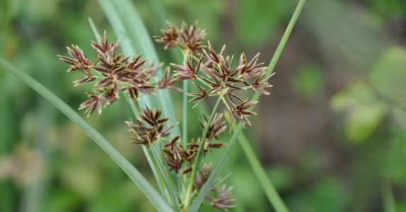 Cây cỏ gấu: Về mặt dược tính, củ gấu có vị đắng, tính âm, là loại cỏ ưa ẩm nên thường sống nửa trên cạn, nửa dưới nước. Để sử dụng, chỉ cần thu hoạch làm sạch các rễ phụ quanh củ bằng cách đốt cháy. Sau đó đem giã nhuyễn với vỏ trấu nhằm làm bong lớp vỏ. Tiếp đó kết hợp với các phụ liệu khác như gừng, rượu, giấm để bào chế thành thuốc. Ảnh: botanicayjardines.com.