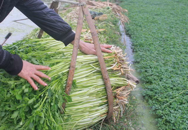 5. Cây rau cần nước. Giúp giải độc cơ thể: Hàm lượng albumin có trong rau cần là một chất rất ít trong các loại rau khác giúp giải độc cơ thể, chống tiêu khát, đặc biệt là ngộ độc kim loại nặng. Trong những trường hợp này bạn có thể dùng nước ép rau cần cả rễ sẽ có tác dụng. Ảnh: Danviet.vn.