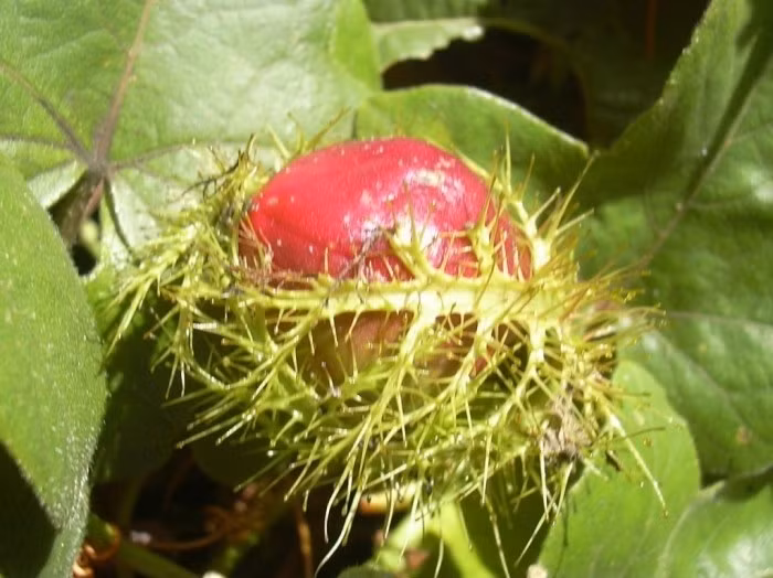 Nước giải khát lạc tiên. Dùng 500g quả lạc tiên chín bổ đôi, nạo hết ruột, ép và lọc lấy nước. Đường trắng 250g hòa với một lít nước đun sôi để nguội. Đổ dịch quả vào nước đường, trộn đều. Nước quả lạc tiên có mùi thơm đặc biệt, vị hơi chua làm dịu an thần, chữa chứng mất ngủ và thanh nhiệt giải độc tốt. Ảnh: Muabannhanh.