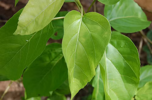 Siro lạc tiên: Lạc tiên 150g, lá vông (ảnh) 130g, tâm sen 22g, lá dâu 100g, đường 90g. Tất cả đem sắc, cô đặc thành dạng siro. Mỗi ngày uống từ 2-4 thìa canh trước khi ngủ chừng 1 giờ. Hoặc lạc tiên 400g, lá vông 400g, lá gai 100g, rau má 100g, đường 100g, nấu thành dạng siro, uống trước khi đi ngủ chừng 1 giờ. Ảnh: Caythuoc.