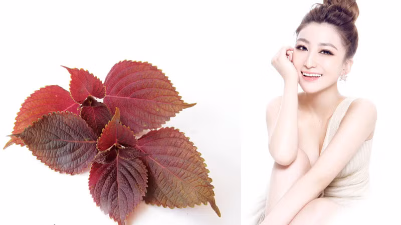 Lá tía tô. Lá tía tô về rửa sạch, đun nước sôi và cho lá tía tô vào tiếp tục đun cho đến khi nước sủi thì thôi. Dùng nước tía tô đun sôi này pha với nước và tắm hàng ngày, làn da bạn sẽ thay đổi rõ rệt. Ảnh: Spangocdung.