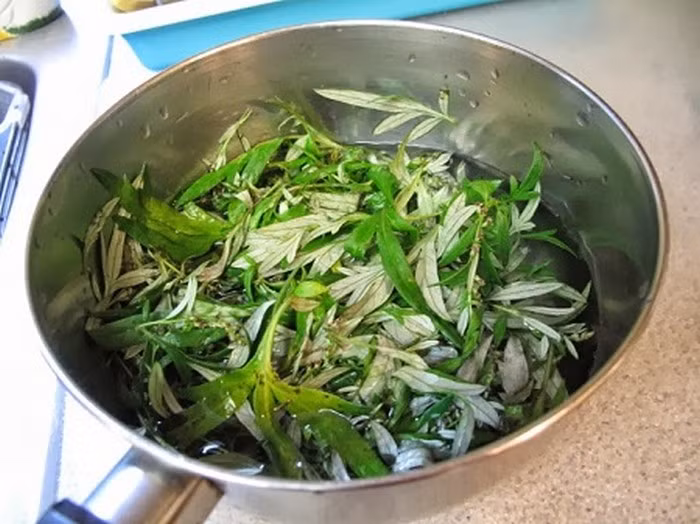 Có thể nấu nhiều nước và cho vào ngăn mát tủ lạnh dùng nhiều ngày. Ngải cứu rất dễ tìm kiếm trong dân gian, nên cách tắm trắng bằng lá ngải cứu là phương pháp cực dễ để thực hiện. Ảnh: Dieutrida.