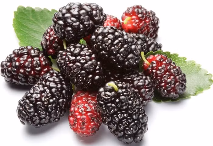 4. Dâu tằm. Chữa nhức mỏi cơ xương khớp, đau lưng gối, táo bón, kém ăn: Quả dâu chín 40g, gạo tẻ 100g, đường phèn vừa đủ. Gạo tẻ vo sạch cho vào ninh thành cháo cùng với dâu. Ăn buổi sáng khi bụng đang đói, rất tốt đối với người già, yếu, ốm dậy. Ảnh: Baithuocdangian.