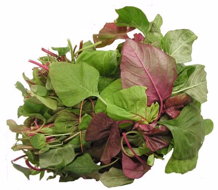 Rau dền có 2 loại: trắng và đỏ. Ngoài tác dụng làm món ăn, cả 2 loại rau này đều là những vị thuốc hay, có thể dùng rau dền chữa bệnh tả, kiết lỵ hiệu quả. Ảnh: Baithuockydieu.