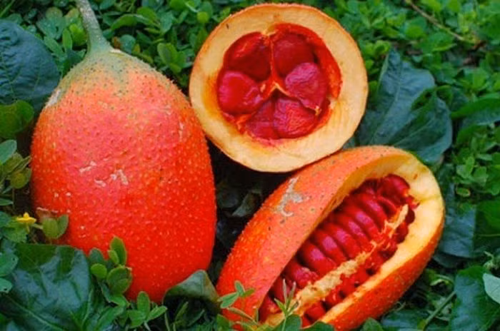 Hạt gấc chữa viêm xoang. Trong Đông y, loại hạt này có tên gọi là mộc miết tử, nó chứa nhiều dược chất và đa công dụng, được xem như mật gấu. Với bài thuốc viêm xoang, lấy 20 - 25 hạt gấc đem nướng sém đen phần vỏ, phần hạt gấc chín mềm. Sau đó đem giã nhỏ bằng cối, lấy cả phần vỏ đã cháy sém và ngâm với rượu ngon 1 ngày là có thể dùng. Ảnh: Chuaviemxoang.