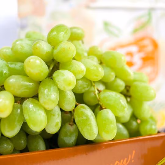 5. Rượu nho. Nguyên liệu: Nho xanh, đường, hũ sạch. Rửa sạch nho, để ráo. Phần nho đã ráo nước cùng với phần đường đã chuẩn bị từ trước cho vào một chậu nhỏ hay tô lớn sạch. Đeo gang tay vào sau đó bóp cho những quả nho dập và phần vỏ tróc ra là được. Ảnh: huongdan9.com.