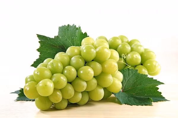 2. Rau câu nho tươi. Nguyên liệu: Nho xanh, bột rau câu. Cách 1: Ép lấy nước nho để riêng ở ly lớn. Bột rau câu và đường cho vào nồi, khuấy đều, cho lên bếp đun (vừa đun vừa khuấy đều) cho đến khi sôi. Ảnh: nongsansachvietnam.vn.