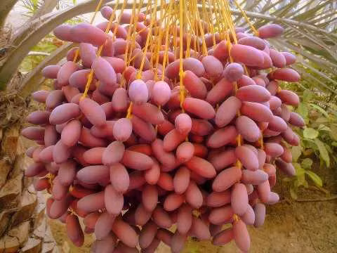 Quả chà là được coi là siêu thực phẩm tăng cường sức khoẻ. Loại quả này chứa rất nhiều khoáng chất có tác dụng phòng ngừa bệnh tật, trị thiếu máu, rối loạn đường ruột, thúc đẩy hệ thần kinh khoẻ mạnh...