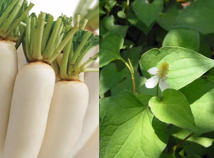 Củ cải trắng, rau diếp cá. Trước tiên, rửa thật sạch 2 nguyên liệu cần chuẩn bị trên rồi cho vào máy xay sinh tốt xay thật nhuyễn và đổ ra bát. Rửa sạch vùng da bị nám sau đó bôi hỗn hợp chuẩn bị ở trên lên da và để khô trong khoảng nửa tiếng thì dùng nước sạch rửa lại. Mỗi tuần thực hiện đều đặn cách chữa tàn nhang bằng rau diếp cá bạn sẽ thấy làn da mình được thay đổi rõ rệt. Ảnh: Drhaile.