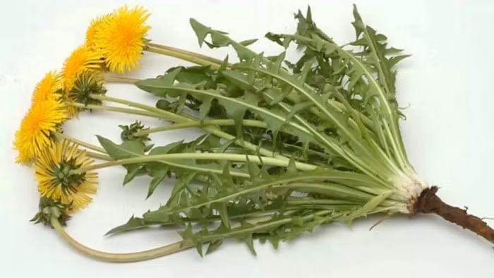 Lá bồ công anh. Lá bồ công anh rửa sạch sau đó giã nhuyễn chắt lấy nước. Buổi tối trước khi đi ngủ, rửa sạch vùng da có nám và tàn nhang rồi bôi nước ép bồ công anh. Chờ đến khi khô thì dùng bông thấm dầu thực vật chà xát nhẹ lên vùng da tàn nhang. Sáng dậy rửa sạch bằng nước ấm. Ảnh: youtube.