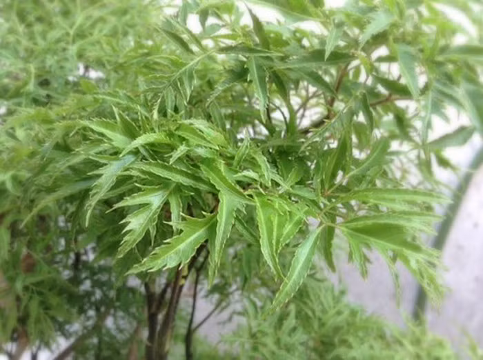 Cháo đinh lăng tim lợn: Lá đinh lăng non 60g, tim lợn 1 quả, gạo tẻ 100g, gia vị vừa đủ. Tim lợn thái mỏng ướp gia vị, lá đinh lăng rửa sạch thái ngắn, gạo tẻ đãi sạch. Bỏ gạo và lá đinh lăng nấu thành cháo. Khi cháo chín kỹ cho tim lợn vào nấu thêm ít phút cho chín đều. Cho gia vị, ăn nóng. Ảnh: goiladinhlang.