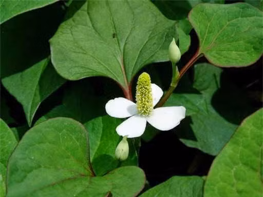 2. Rau diếp cá: Rửa sạch diếp cá, cho vào cối giã. Chắt lấy một bát nước vo gạo, cho vào nồi đun sôi cùng diếp cá, giảm lửa từ từ. Đun thêm 20 phút tới khi diếp cá nhừ nát, để nguội lọc lấy nước uống ngày 2- 3 lần. Ảnh: Caynhalavuon.net.